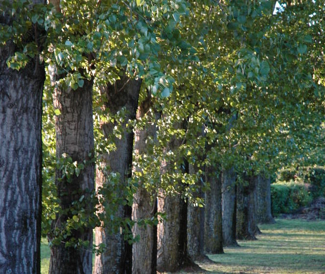 Hôtel La Bastide Saint Martin  | Carcassonne | Aude | France 19