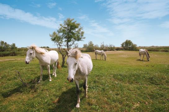Hôtel Le Mas De Calabrun  | Arles | Bouches du Rhone | France 9