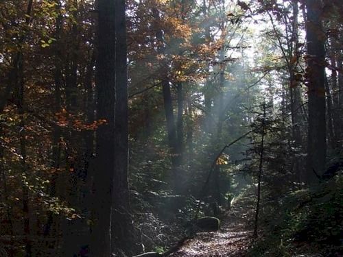 Bed and Breakfast Pension L'instant  | Le Hohwald | Bas-Rhin | France 8