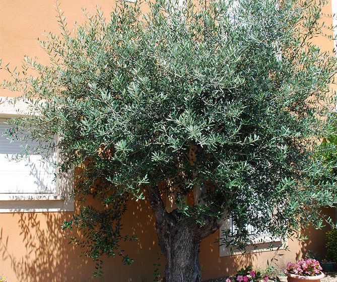 Hôtel De L'orb  | Bedarieux | Herault | France 9