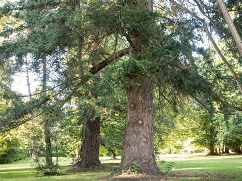 Pension Château De Maraval  | Cénac-et-Saint-Julien | Dordogne | France 10