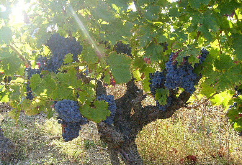 Bed and Breakfast Domaine Le Clos Du Pavillon  | Brignoles | Var | France 6