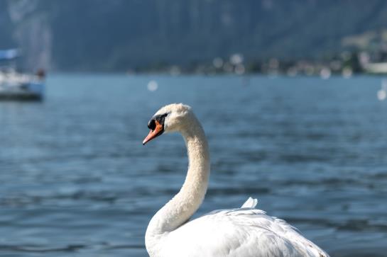 Seehotel Sternen  | Horw | Luzern | Schweiz 10