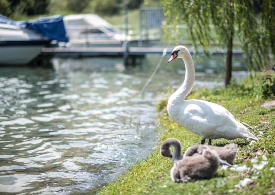 Seehotel Sternen  | Horw | Luzern | Schweiz 12