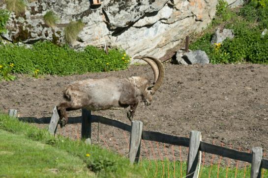 Matterhorn Valley Garni Hotel La Collina  | Grächen | Wallis | Schweiz 12
