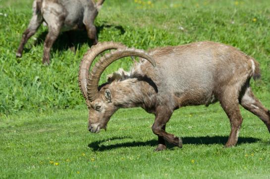 Matterhorn Valley Garni Hotel La Collina  | Grächen | Wallis | Schweiz 18