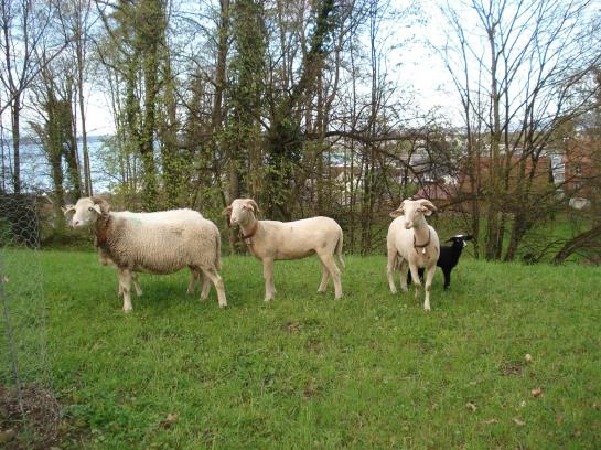 Hotel Schloss Wartegg  | Rorschacherberg | Sankt Gallen | Schweiz 9