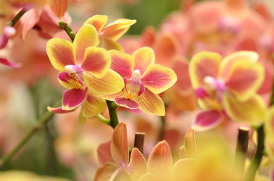 Hotel Florida  | Studen | Bern | Switzerland 6