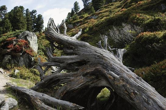 Hotel Walliser Spycher  | Riederalp | Wallis | Schweiz 5