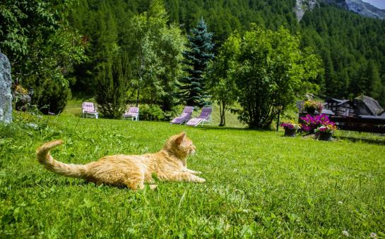 Hotel Alpenhof  | Saas Almagell | Wallis | Schweiz 2