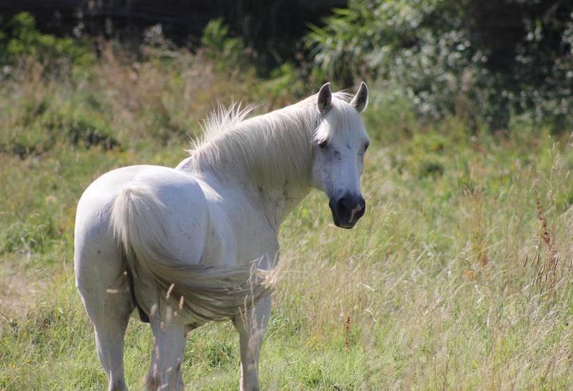 Bed and Breakfast Mas Petit Prince  | Arles | Bouches du Rhone | France 5
