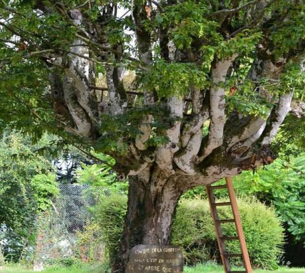 Bed and Breakfast Manoir Du Quengo  | Rohan | Morbihan | France 16