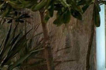 Hotel Continental e dei Congressi  | Rimini | Rimini | Italia 12