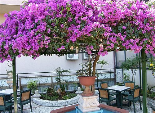 Hotel Villa Belvedere  | Cefalu | Palermo | Italia 9