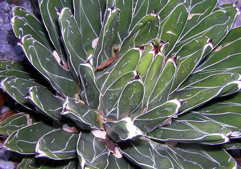 Hotel Marina 10  | Casamicciola Terme-Isole Ischia | Napoli | Italia 18