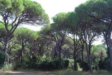 Apartamentos Marina Di Grosseto  | Marina di Grosseto | Grosseto | Italia 1