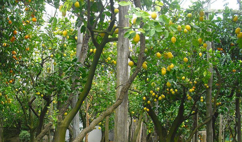 Hotel The Secret Garden Relais  | Piano di Sorrento | Napoli | Italia 14