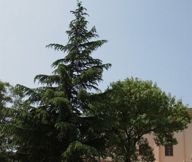 Hotel La Mimosa  | Lamezia Terme | Catanzaro | Italia 12