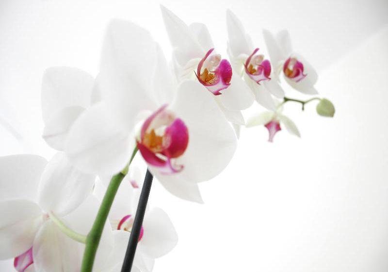 Hotel Sorriso  | Lido di Venezia | Venezia | Italia 1