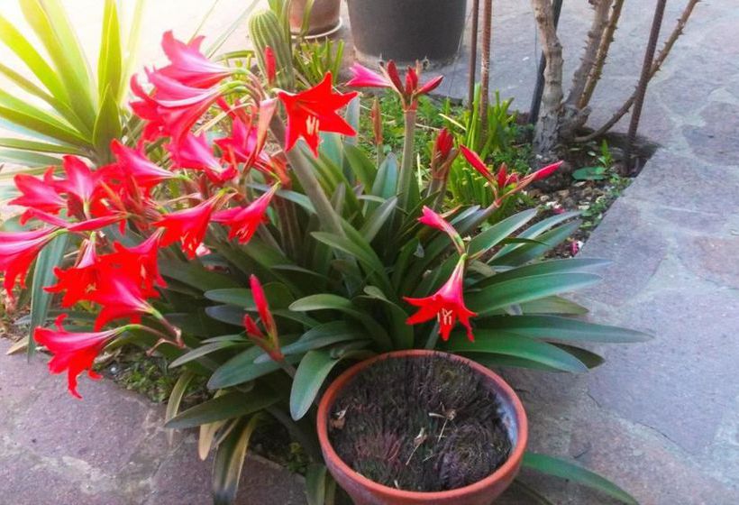 Bed and Breakfast A Casa Doina Airport 2  | Pisa | Pisa | Italia 1