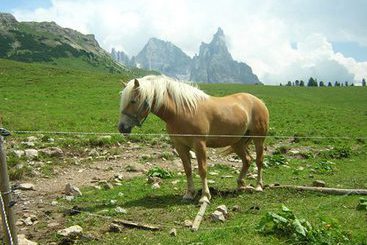 Ostello Dolomiti  | San Martino di Castrozza | Trento | Italia 4