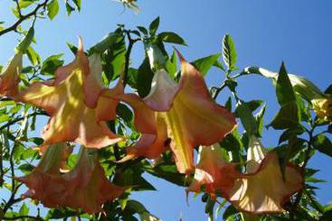 Hotel di Montagna Agriturismo Monte Alto  | Patti | Messina | Italia 1