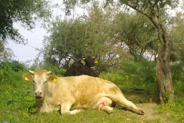 Hotel di Montagna Agriturismo Monte Alto  | Patti | Messina | Italia 8