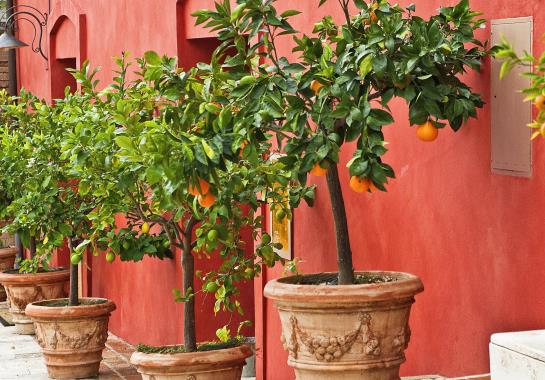 Borgo Grondaie Siena Apartments  | Siena | Siena | Italia 9