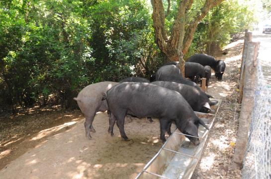 Popilia Country Resort  | Maierato | Vibo Valentia | Italia 12