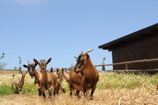 Popilia Country Resort  | Maierato | Vibo Valentia | Italia 14