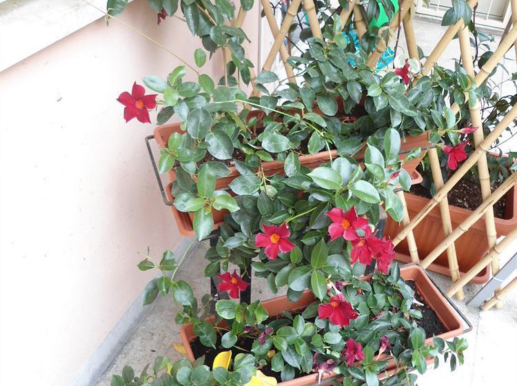 Bed and Breakfast Bed&Breakfast Altobelli  | Trevignano Romano | Roma | Italia 7