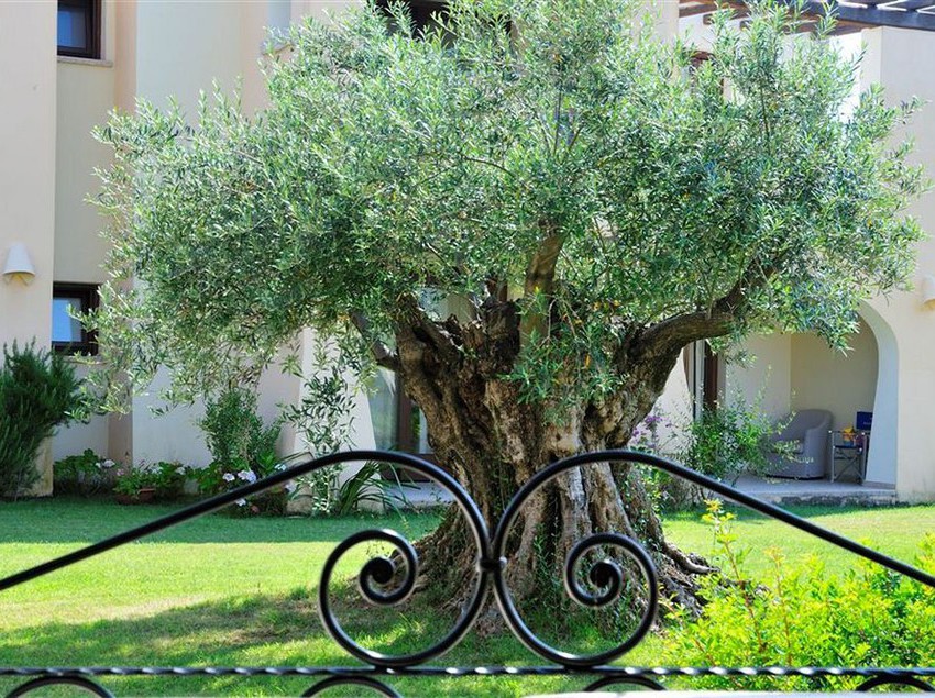 Hotel Baia Del Porto  | Budoni | Sardegna | Italia 2