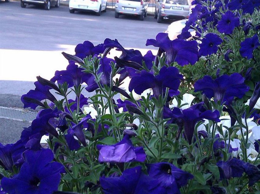 Hotel Hoteel Sienai Platani  | Monteriggioni | Siena | Italia 1