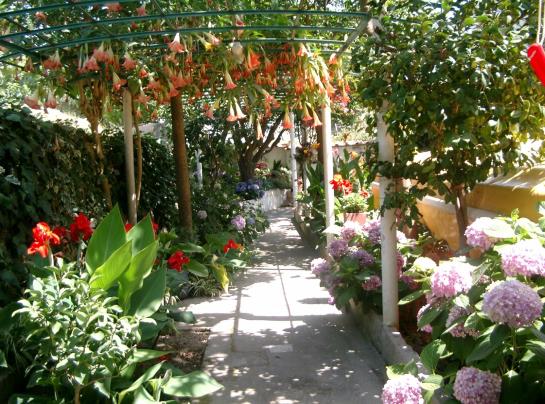 Hotel Matarese  | Casamicciola Terme-Isole Ischia | Napoli | Italia 14