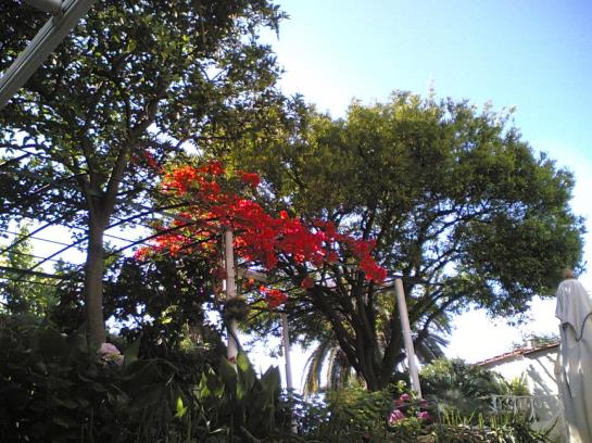 Hotel Matarese  | Casamicciola Terme-Isole Ischia | Napoli | Italia 18