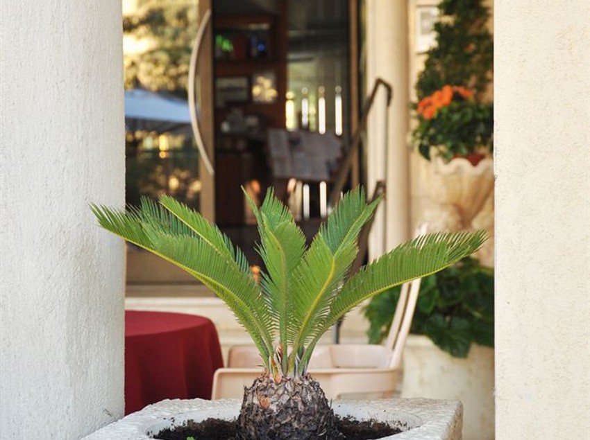 Hotel Dei Pini  | Fiuggi | Frosinone | Italia 10