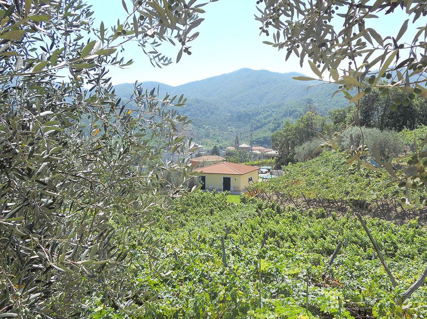 Agriturismo La Collina Verde  | Levanto | La Spezia | Italia 6