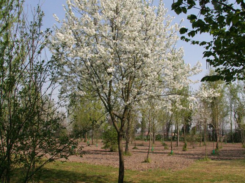 Agriturismo Corte San Girolamo  | Mantova | Mantova | Italia 4