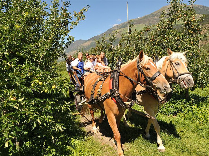 Hotel Anna  | Silandro | Bolzano | Italia 5