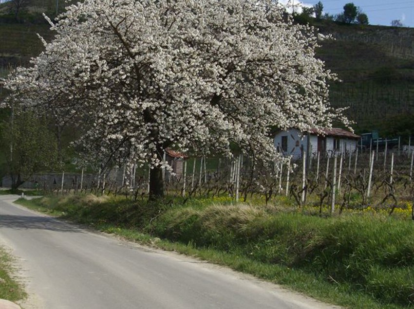 Hotel La Martinella  | Canelli | Asti | Italia 1