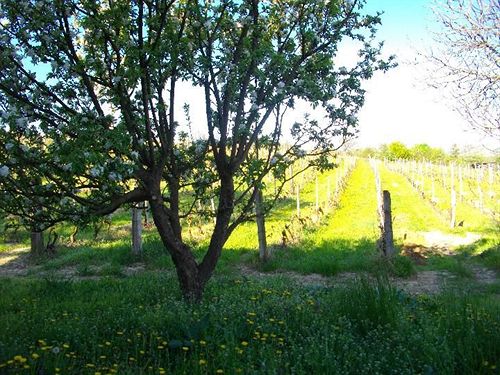 Hotel La Martinella  | Canelli | Asti | Italia 4