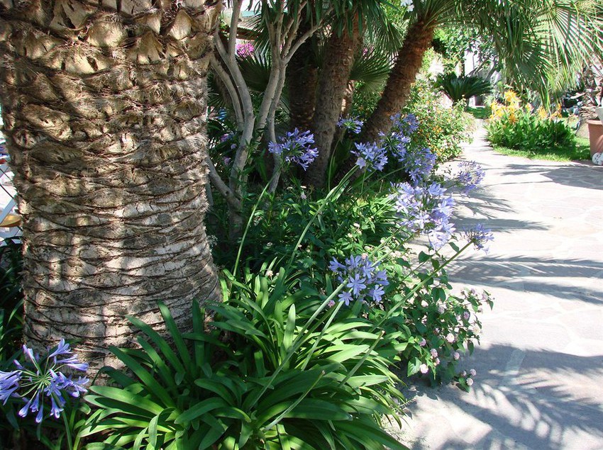 Hotel Semiramis  | Forio d'Ischia | Napoli | Italia 6