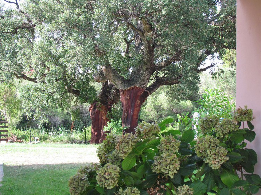 Hotel Li Suari  | San Teodoro | Sardegna | Italia 12