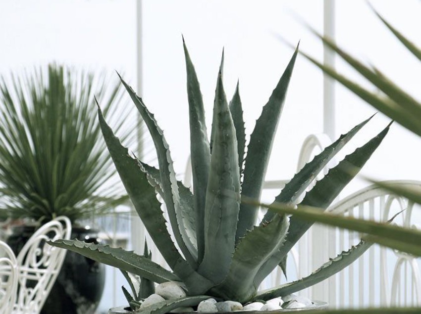 Hotel Smeraldo  | Praiano | Salerno | Italia 18