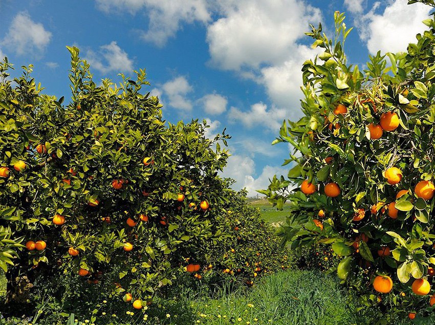 Hotel Park Village  | Rossano | Cosenza | Italy 1