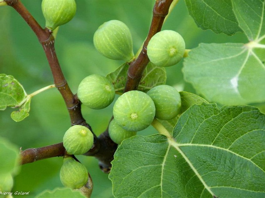 Pensione Fattoria Di Bacchereto -  Guest House  | Carmignano | Prato | Italia 11