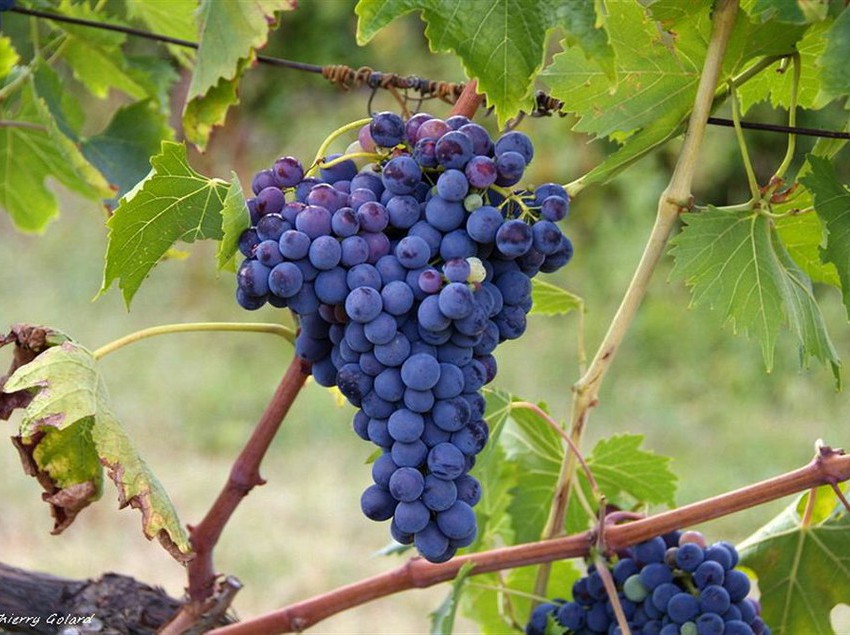 Pensione Fattoria Di Bacchereto -  Guest House  | Carmignano | Prato | Italia 8