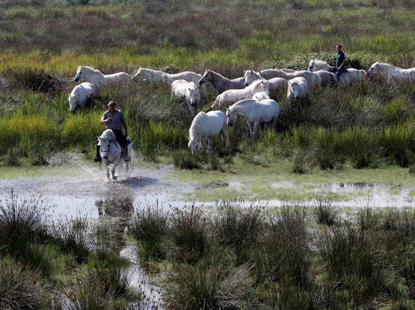 Hotel Club Spiaggia Romea  | Comacchio | Ferrara | Italia 6