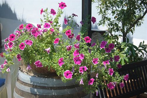 Hotel Centro Vacanze Canarino  | Riva del Garda | Trento | Italia 7