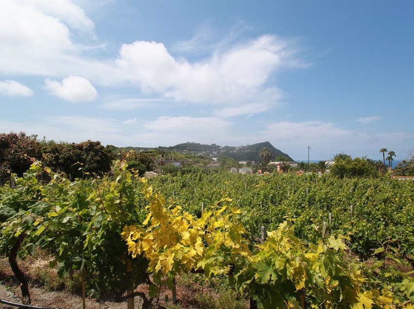 Agriturismo Il Vitigno  | Forio d'Ischia | Napoli | Italia 11